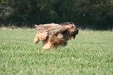 BRIARD 135